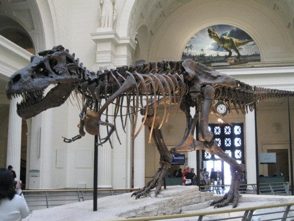 The Field Museum Chicago sports teams travel guide